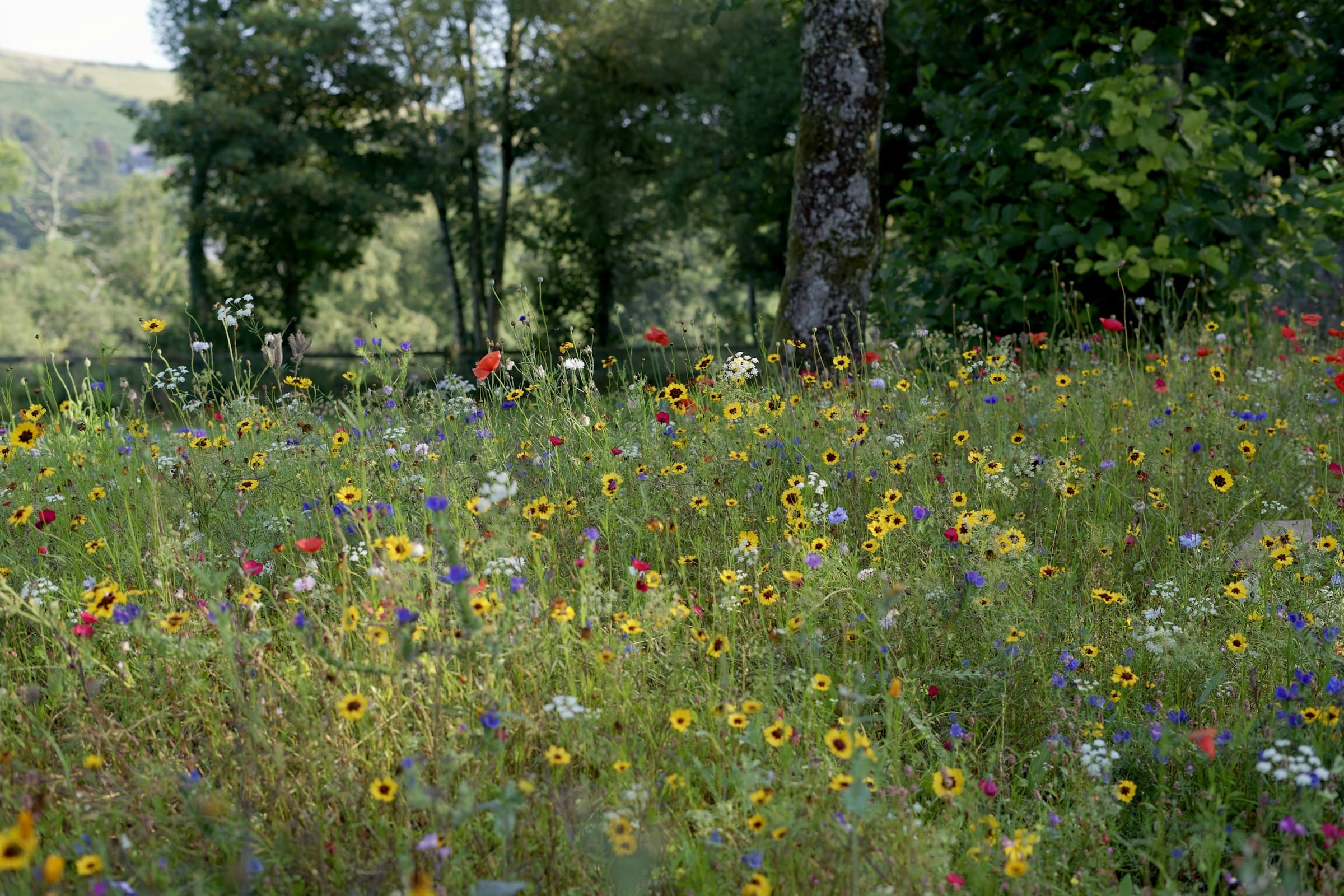 Bloemenweide langs de bosrand
