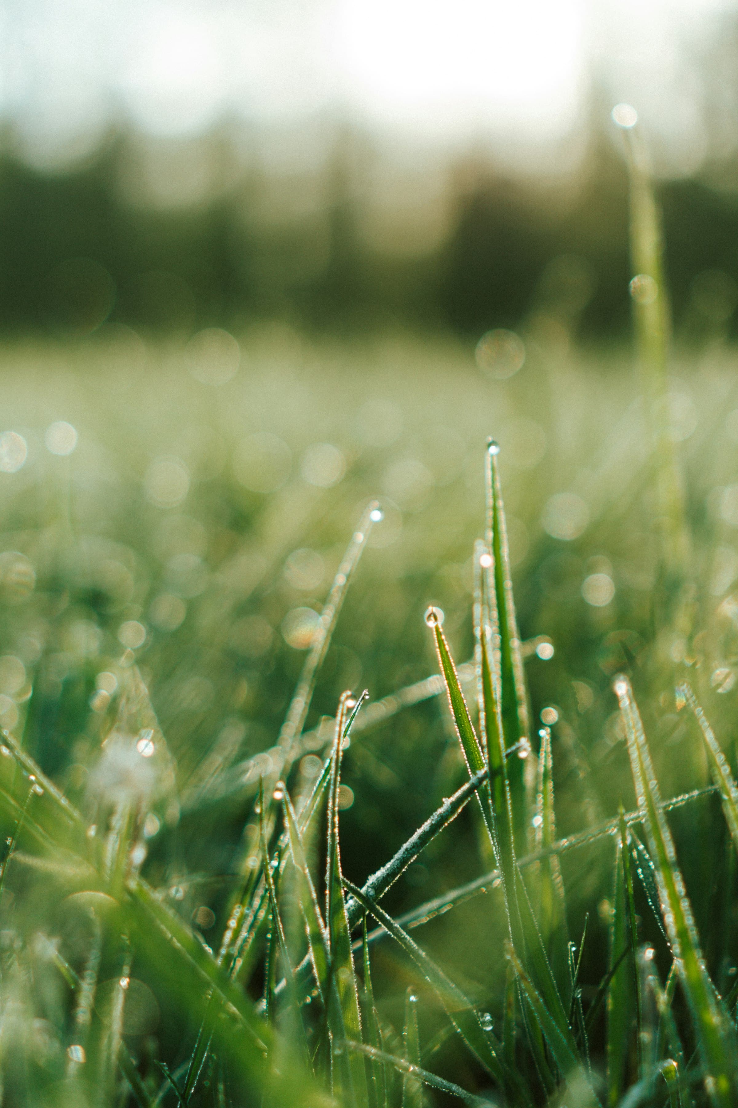 Dauwdruppels op vers gras in de ochtend